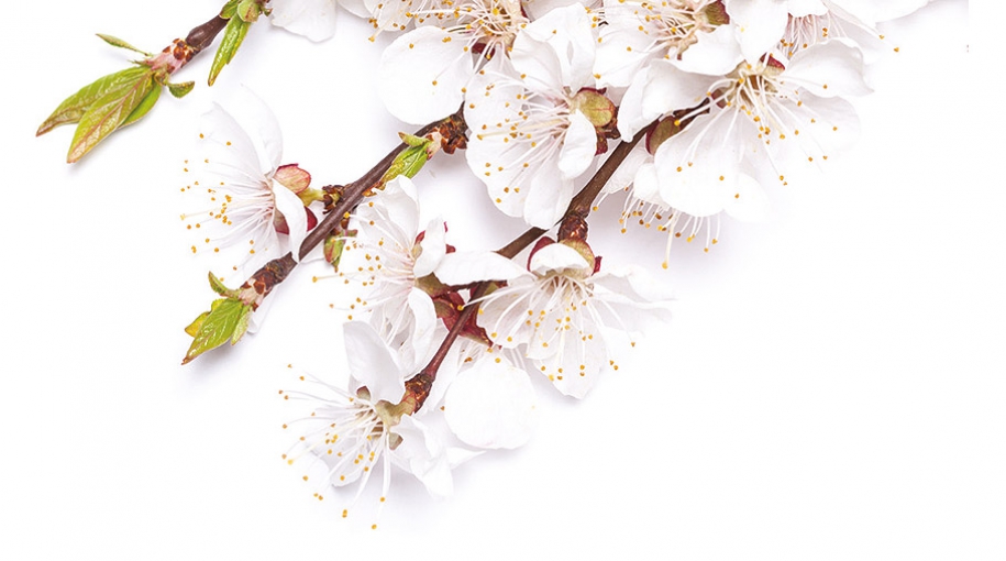 Vínne inšpirácie na jar