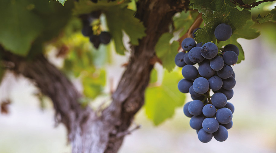 Malbec opäť na výslní 