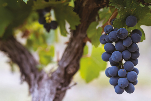 Malbec opäť na výslní 