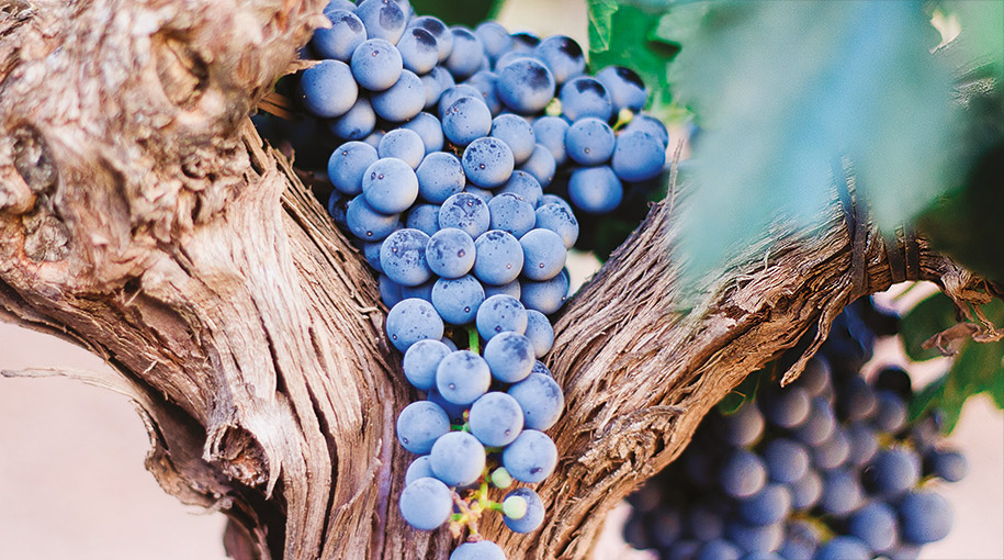 Profil: Cabernet Sauvignon 