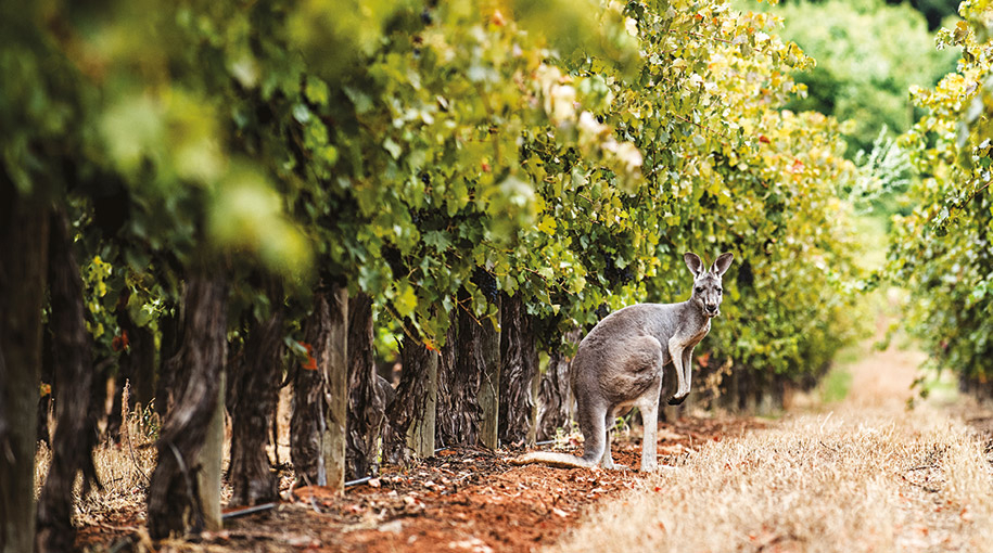 Ochutnávame Austráliu a Nový Zéland 