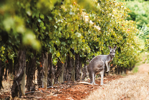 Ochutnávame Austráliu a Nový Zéland 