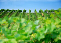 Víno Nitra - Sekt Pálffy